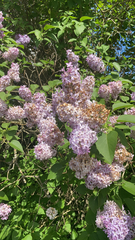 Syringa vulgaris