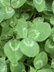 Trifolium repens