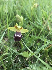 Ophrys vasconica