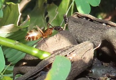 Camponotus etiolipes