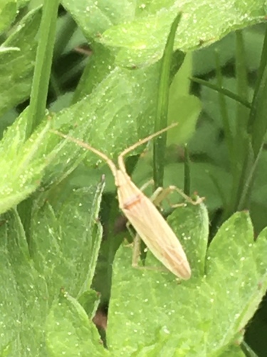 Three-spined Grass Bug photo 5