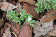 Sedum potosinum
