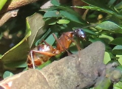 Camponotus etiolipes