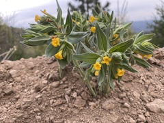 Lithospermum californicum