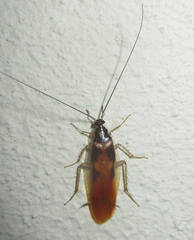 Supella dimidiata