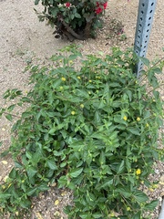 Lantana × hybrida