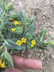 Lithospermum californicum