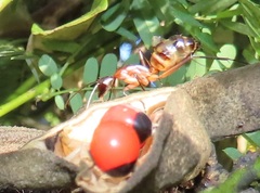 Camponotus etiolipes