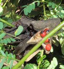 Camponotus etiolipes