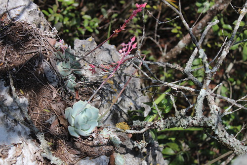 Echeveria simulans