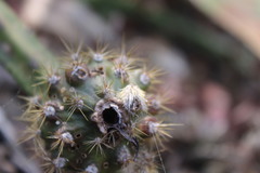 Selenicereus spinulosus