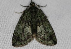 Hydriomena transfigurata