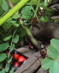 Camponotus etiolipes