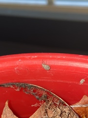 Myosides seriehispidus