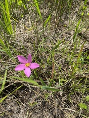 Sabatia grandiflora