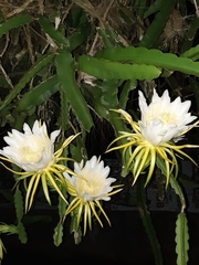 Selenicereus undatus