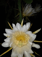 Selenicereus undatus