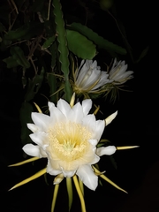 Selenicereus undatus