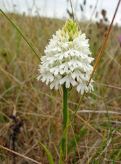 Anacamptis pyramidalis dunensis