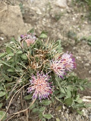 Centaurea raphanina raphanina