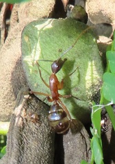 Camponotus etiolipes