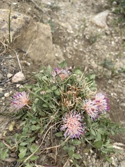 Centaurea raphanina raphanina