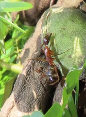 Camponotus etiolipes