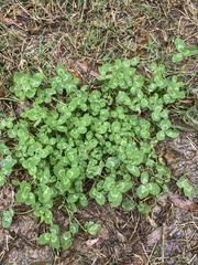 Trifolium repens
