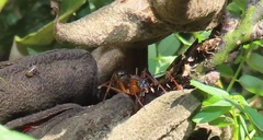 Camponotus etiolipes