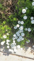 Iberis sempervirens