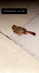 Cardinalis