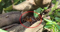 Camponotus etiolipes