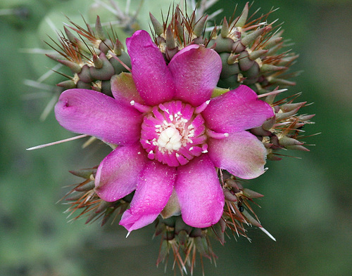 Cylindropuntia cholla