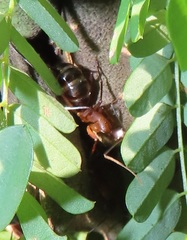 Camponotus etiolipes