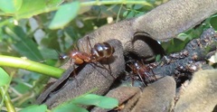 Camponotus etiolipes