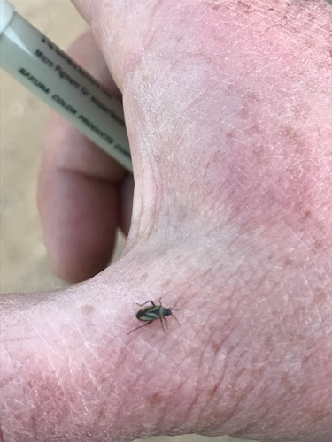 iNaturalist observation photo of Plant Bugs