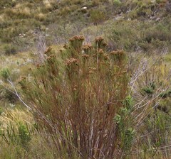 Berzelia arachnoidea