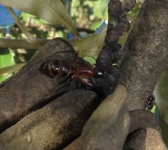 Camponotus etiolipes