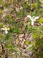 Iris tenuissima