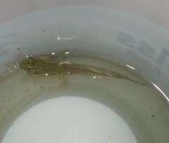 Periophthalmus waltoni