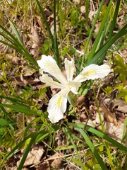 Iris tenuissima