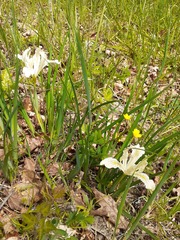 Iris tenuissima