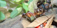 Camponotus etiolipes