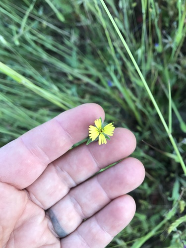 iNaturalist observation photo of grassy tarweed