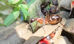 Camponotus etiolipes