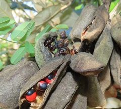 Camponotus etiolipes