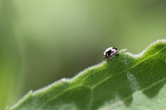 Anthrenus sophonisba