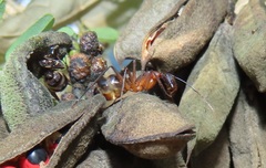 Camponotus etiolipes