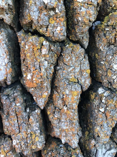 iNaturalist observation photo of Hooded Sunburst Lichen