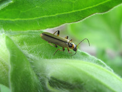Metacantharis clypeata